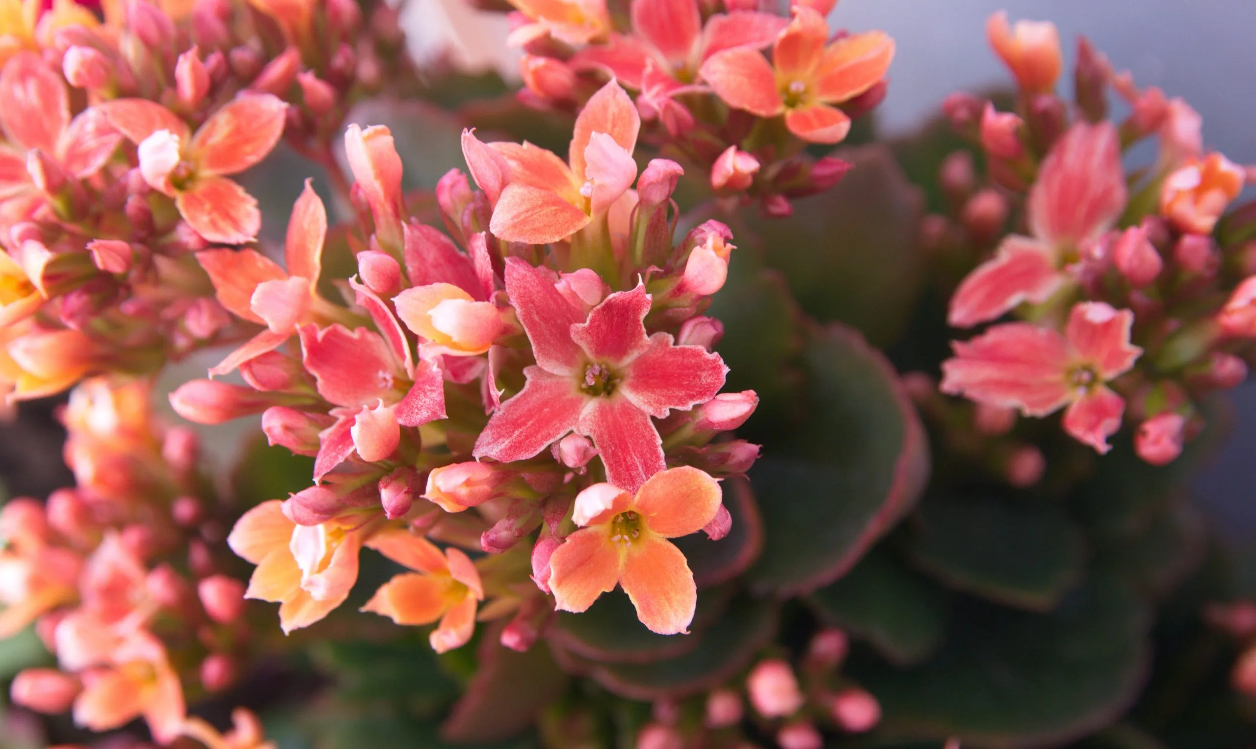 Brændende kærlighed. Nærbilede af blomst